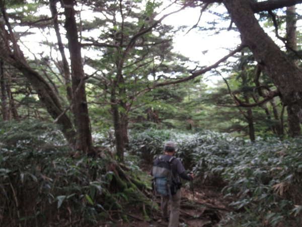 登山道